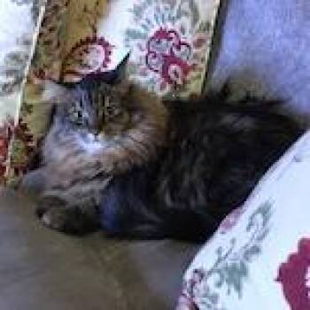 Tori -  Maine Coon Cat for Adoption in San Pablo, California - Tori | PetCurious