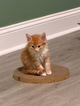 *Bishop -  Domestic Short Hair Cat for Adoption in Newnan, Georgia - *Bishop | PetCurious