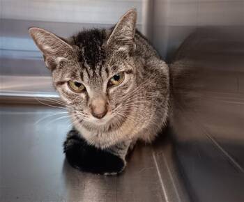 Domestic Short Hair Cats Available for Adoption in Houston, Texas - A654248 | PetCurious