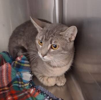 Rescue Domestic Short Hair Cats for Adoption in Tulare, California - Sadie | PetCurious