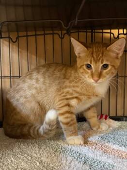 Wolverine -  Domestic Short Hair Cat for Adoption in Ocala, Florida - Wolverine | PetCurious