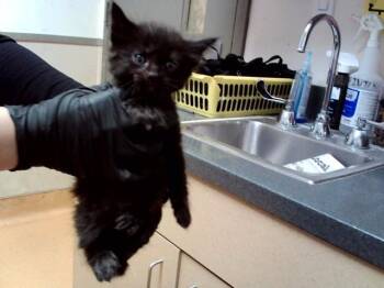 A1048352 -  Domestic Short Hair Cat for Adoption in Martinez, California - A1048352 | PetCurious