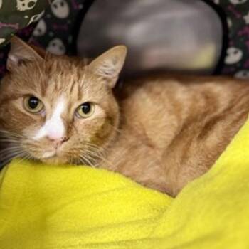 Zag -  Domestic Short Hair Cat for Adoption in New York, New York - Zag | PetCurious
