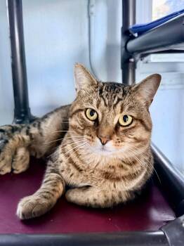 Calbot -  Domestic Short Hair Cat for Adoption in Coatesville, Pennsylvania - Calbot | PetCurious