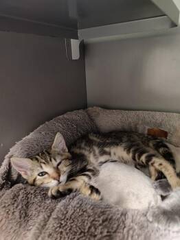 TINKERBELL -  Domestic Short Hair Cat for Adoption in Leesburg, Virginia - TINKERBELL | PetCurious