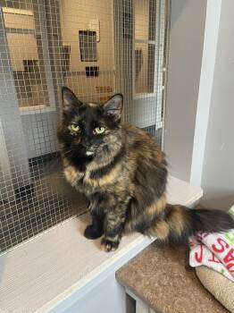 Madison Pitsch -  Domestic Medium Hair Cat Available for Adoption in Lincoln, Nebraska - Madison Pitsch | PetCurious
