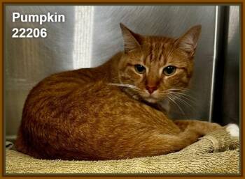 PUMPKIN (see also MARVIN) -  Domestic Medium Hair and Tabby Cat for Adoption in Marietta, Georgia - PUMPKIN (see Also MARVIN) | PetCurious