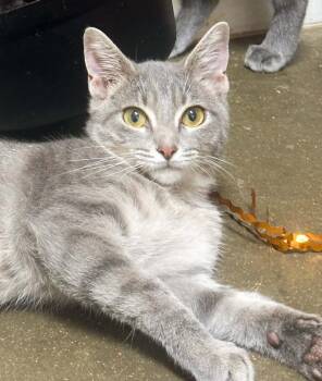 Buzz -  Domestic Short Hair Cat for Adoption in Groveland, Massachusetts - Buzz | PetCurious