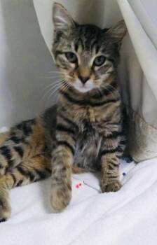 Rescue Domestic Short Hair Cats for Adoption in Savannah, Georgia - Tweedledee | PetCurious