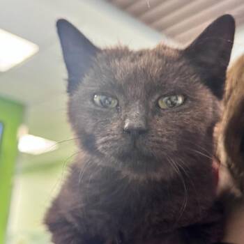 Domestic Short Hair Cats Available for Adoption in Des Moines, Iowa - Solar | PetCurious