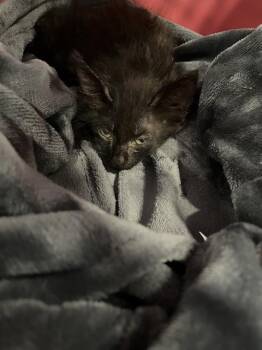 A137061 -  Domestic Medium Hair Cat for Adoption in Palmetto, Florida - A137061 | PetCurious