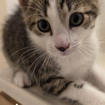 Mabel -  American Shorthair Cat for Adoption in Seven Valleys, Pennsylvania - Mabel | PetCurious