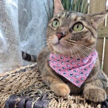 Rescue Domestic Short Hair Cats for Adoption in Liverpool, Texas - Cookie | PetCurious