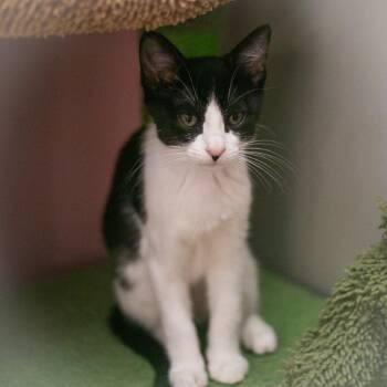 Nessa -  Domestic Short Hair Cat for Adoption in St. Augustine, Florida - Nessa | PetCurious