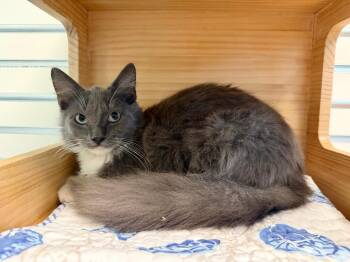 Lloyd -  Domestic Medium Hair Cat for Adoption in Cape Coral, Florida - Lloyd | PetCurious