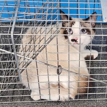 Domestic Short Hair Cats Available for Adoption in Montgomery, Alabama - Montgomery Kitty 109 | PetCurious
