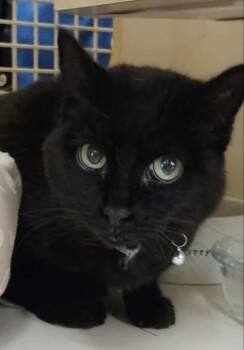 Rescue Domestic Short Hair Cats for Adoption - Inky 0921 | PetCurious