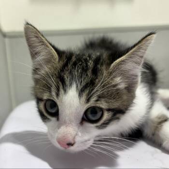 Dion -  Domestic Medium Hair Cat for Adoption in Tampa, Florida - Dion | PetCurious