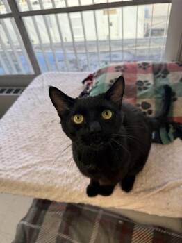 Domestic Short Hair Cats Available for Adoption in Boston, Massachusetts - LEVI | PetCurious