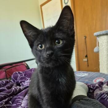 Domestic Short Hair Cats Available for Adoption - FALISHA | PetCurious