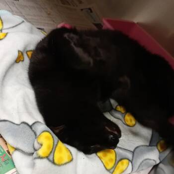 Domestic Short Hair Cats Available for Adoption in Galveston, Texas - Glenda | PetCurious