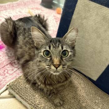 Ruby -  Domestic Medium Hair Cat for Adoption in Chandler, Arizona - Ruby | PetCurious