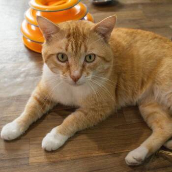 Baconator -  Domestic Short Hair Cat for Adoption in Brimfield, Massachusetts - Baconator | PetCurious