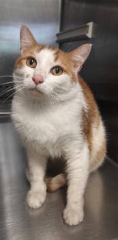 Garfield -  Domestic Short Hair Cat for Adoption in Columbia, Tennessee - Garfield | PetCurious