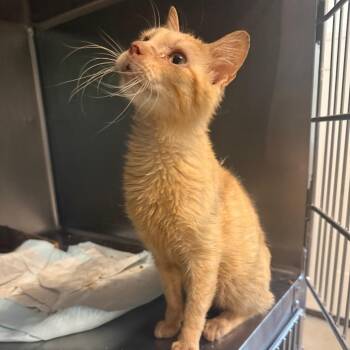 Mozzarella -  Domestic Short Hair Cat for Adoption in Garfield, Arkansas - Mozzarella | PetCurious