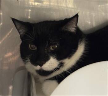 Domestic Short Hair Cats Available for Adoption - TITAN | PetCurious