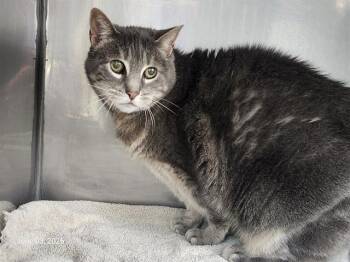 VIOLET -  Domestic Short Hair Cat for Adoption in Santa Cruz, California - VIOLET | PetCurious