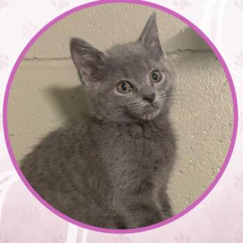 Domestic Short Hair Cats Available for Adoption in Toms River, New Jersey - Zora | PetCurious