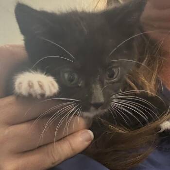 Domestic Short Hair Cats Available for Adoption in Bronson, Florida - Mags | PetCurious