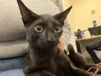 LOBY -  Domestic Short Hair Cat for Adoption in Doral, Florida - LOBY | PetCurious