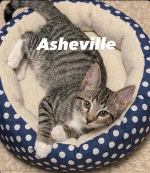 Asheville -  Tabby Cat for Adoption in Chandler, Arizona - Asheville | PetCurious