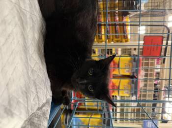 Marcus (BC) -  Domestic Short Hair Cat Available for Adoption in Powdersville, South Carolina - Marcus (BC) | PetCurious
