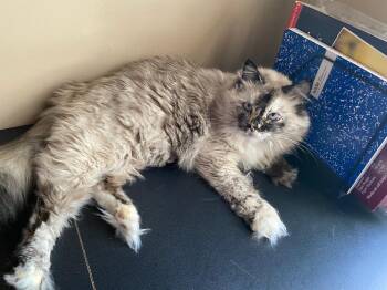 Rescue Himalayan Cats for Adoption in Miami, Florida - Margot | PetCurious