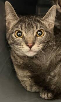 Jetty -  Domestic Medium Hair Cat for Adoption in Park Row, Texas - Jetty | PetCurious