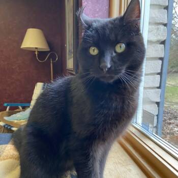 Domestic Short Hair Cats Available for Adoption in Hamilton, Ontario - Flip - A Playful Charmer! | PetCurious