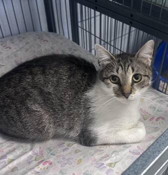 Bagel Freeport -  Domestic Short Hair Cat for Adoption in Westbury, New York - Bagel Freeport | PetCurious