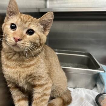 Fritz -  Domestic Short Hair Cat for Adoption in Canton, Illinois - Fritz | PetCurious