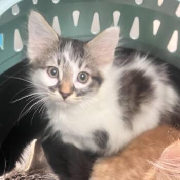 Harry Potter -  Domestic Long Hair Cat for Adoption in Charleston, West Virginia - Harry Potter | PetCurious
