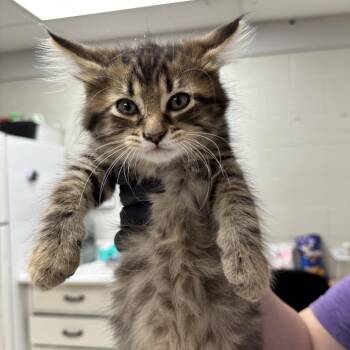 Feather -  Domestic Medium Hair Cat for Adoption in Evansville, Indiana - Feather | PetCurious