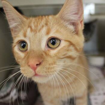 Sirius -  Domestic Short Hair Cat for Adoption in Gloucester, Virginia - Sirius | PetCurious