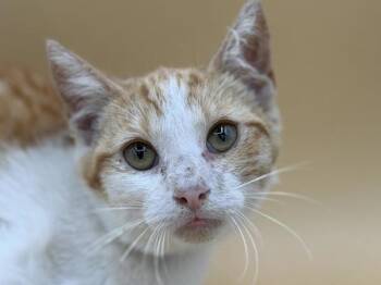 Kendal -  Domestic Short Hair Cat for Adoption in Portland, Oregon - Kendal | PetCurious