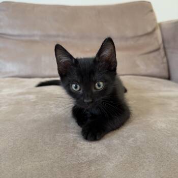 Domestic Short Hair Cats Available for Adoption in Los Angeles, California - Pinot Noir | PetCurious