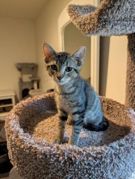 Sheldon #2 -  Domestic Short Hair and Tabby Cat for Adoption in Westfield, Wisconsin - Sheldon #2 | PetCurious