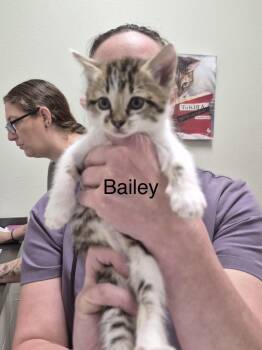 Bailey -  American Shorthair Cat for Adoption in Forney, Texas - Bailey | PetCurious
