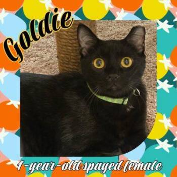 Goldie -  Bombay Cat for Adoption in Salida, California - Goldie | PetCurious