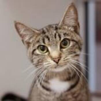 Domestic Short Hair Cats Available for Adoption in Hilliard, Ohio - Apple | PetCurious